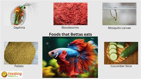 beta fish food|What Do Betta Fish Eat (A Comprehensive Diet Guide).